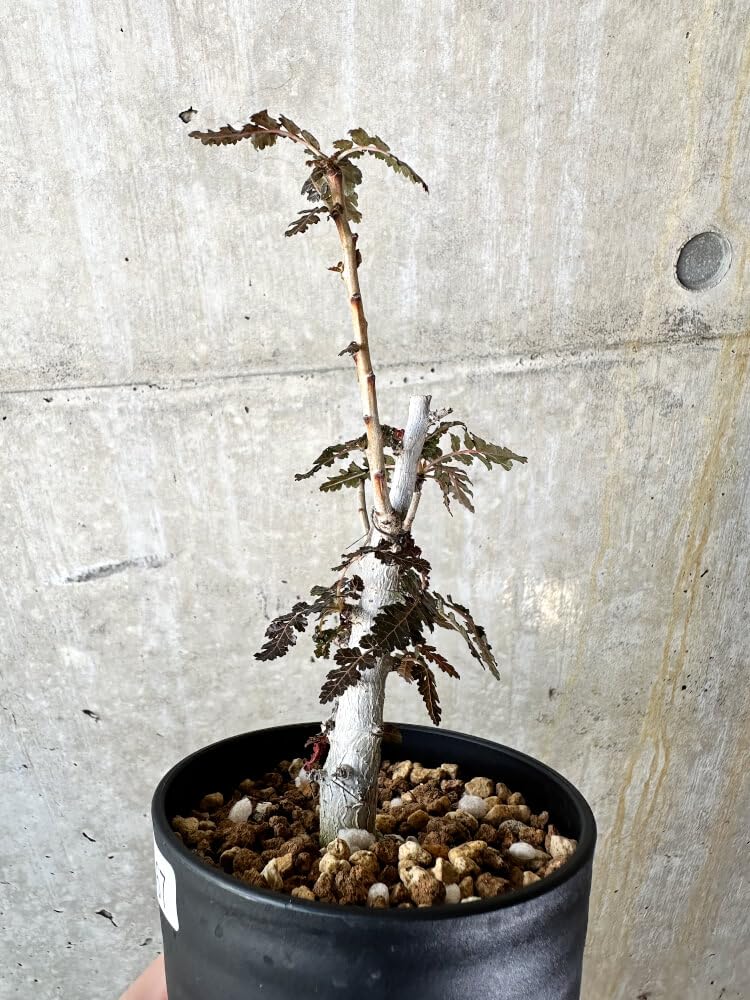 RR_ボスウェリア アスプレニフォリア×ナナ 大き目Mサイズ/Boswellia